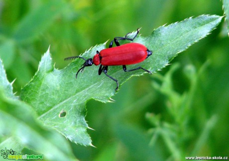 Červenáček ohnivý - Pyrochroa coccinea - Foto Miloslav Míšek