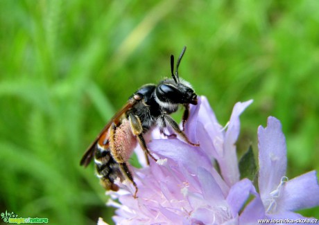 Pískorypka - Andrena labiata - Foto Miloslav Míšek