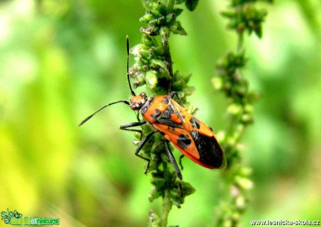 Vroubenka červená - Corizus hyoscyami - Foto Miloslav Míšek