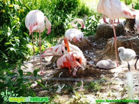 Plameňák kubánský a růžový - Phoenicopterus ruber a roseus - Foto David Hlinka (1)