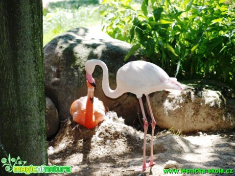 Plameňák kubánský a růžový - Phoenicopterus ruber a roseus - Foto David Hlinka (2)