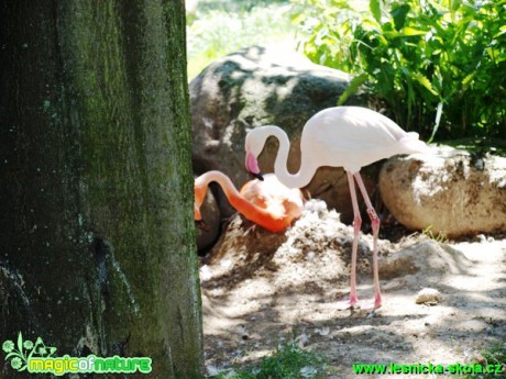 Plameňák kubánský a růžový - Phoenicopterus ruber a roseus - Foto David Hlinka (3)