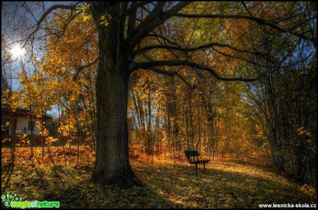 V podzimním lese - Foto Jana Vondráčková (1)