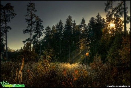 V podzimním lese - Foto Jana Vondráčková (2)
