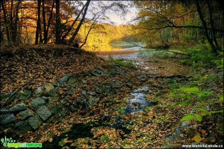 V podzimním lese - Foto Jana Vondráčková (5)