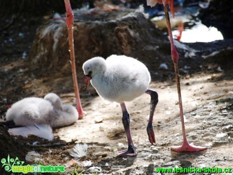 Plameňák růžový - Phoenicopterus roseus - Foto David Hlinka