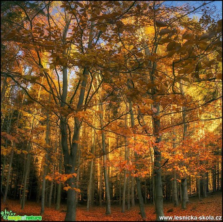 V podzimním lese - Foto Jana Vondráčková (6)