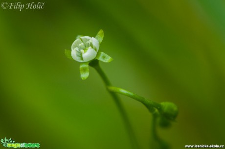 Rosnatka okrouhlolistá - květ - Drosera rotundifolia - Foto Filip Holič