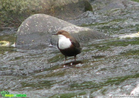 Skorec vodní - Cinclus cinclus - Foto Miloslav Míšek (1)