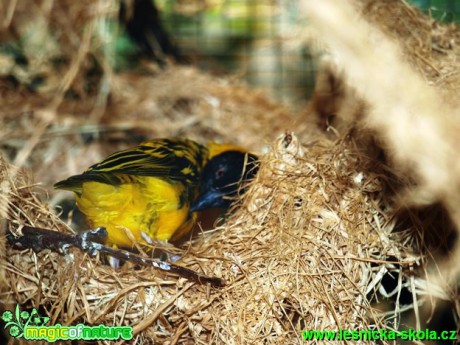 Snovač zahradní - Ploceus cucullatus nigriceps - Foto David Hlinka (2)