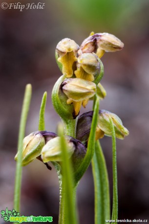 Vstaváček alpínský - Chamorchis alpina - Foto Filip Holič (1)