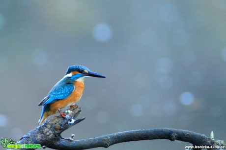 Ledňáček říční - Alcedo atthis - Foto Lukáš Málek (1)