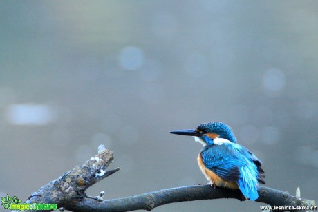 Ledňáček říční - Alcedo atthis - Foto Lukáš Málek (3)