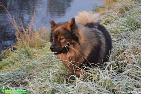 V ranní jinovatce - Foto Marie Vykydalová