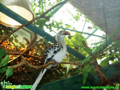 Toko rudozobý - Tockus erythrorhynchus - Foto David Hlinka (3)