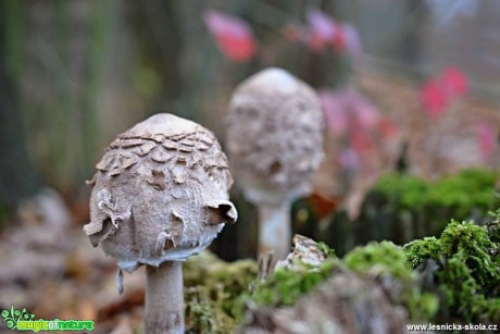 Bedla vysoká - Bedla vysoká - Macrolepiota procera - Foto Marie Vykydalová (4)