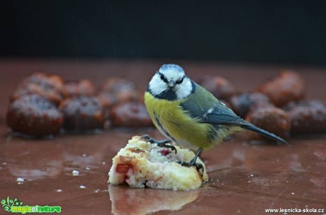 Sýkora modřinka - Cyanistes caeruleus - Foto Marie Vykydalová