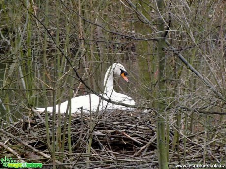 Na hnízdě - Foto Jiří Havel