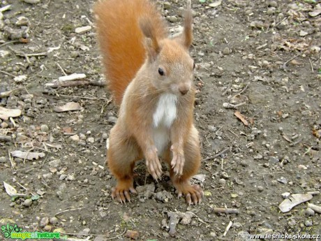 Veverka obecná - Sciurus vulgaris - Foto Jiří Havel (1)