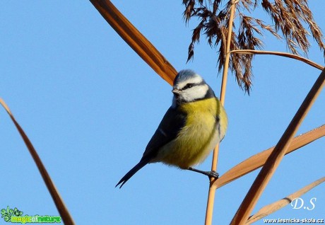 Sýkora modřinka - Cyanistes caeruleus - Foto Dušan Sedláček