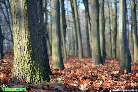 V podzimním lese - Foto Pavel Ulrych