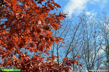 Podzimní dub červený (Quercus rubra) - Foto Pavel Ulrych