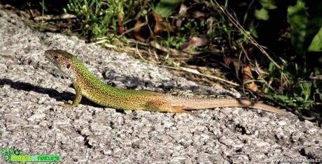 Ještěrka zelená - Lacerta viridis - Foto Rasťo Salčík (12)