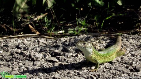 Ještěrka zelená - Lacerta viridis - Foto Rasťo Salčík (13)