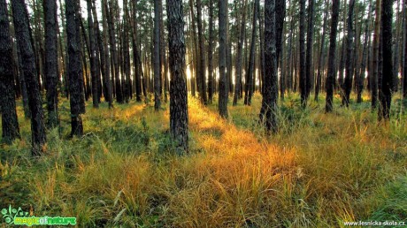 V borovém lese - Foto Rasťo Salčík