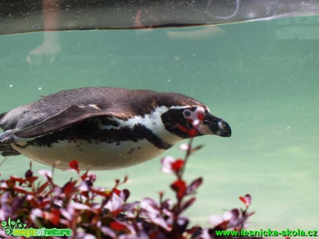 Tučňák Humboldtův - Spheniscus humboldti - Foto David Hlinka (5)