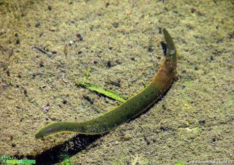 Pijavka lékařská - Hirudo medicinalis - Foto Miloslav Míšek