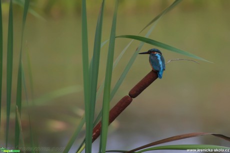 Ledňáček říční - Alcedo atthis - Foto Irena Wenischová (2)