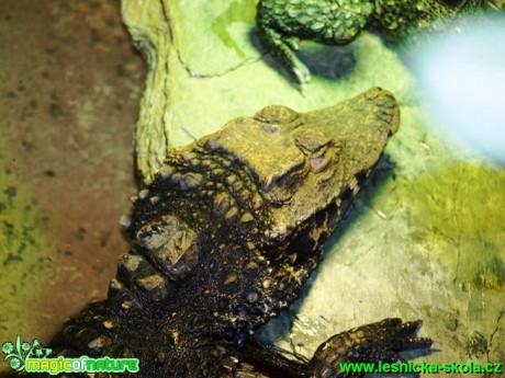 Krokodýl čelnatý - Osteolaemus tetraspis - Foto David Hlinka (2)