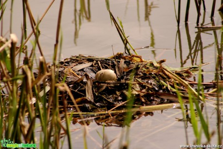 Potápka roháč -Podiceps cristatus - hnízdo - Foto Gerd Ritschel