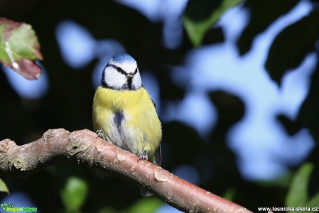 Sýkora modřinka - Cyanistes caeruleus - Foto Irena Wenischová (1)