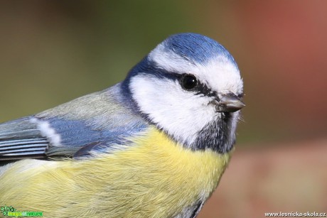 Sýkora modřinka - Cyanistes caeruleus - Foto Irena Wenischová (2)