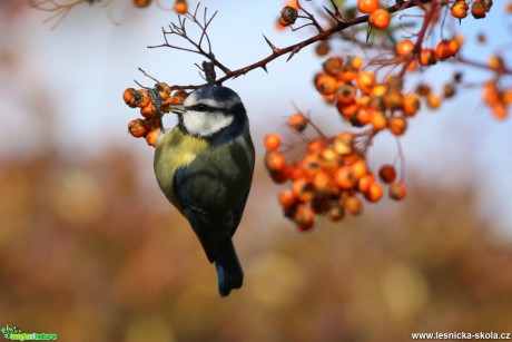 Sýkora modřinka - Cyanistes caeruleus - Foto Irena Wenischová (6)