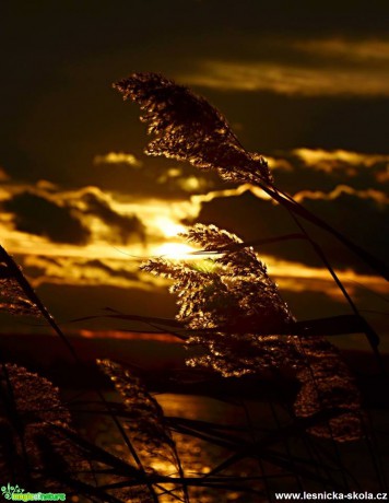 Sluneční svit ve stéblech trávy - Foto Marie Vykydalová (2)