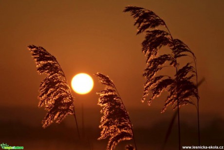 Sluneční svit ve stéblech trávy - Foto Marie Vykydalová