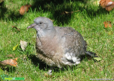 Holub hřivnáč - Columba palumbus - Foto Miloslav Míšek