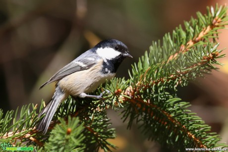 Sýkora uhelníček - Periparus ater - Foto Irena Wenischová (1)