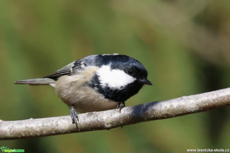 Sýkora uhelníček - Periparus ater - Foto Irena Wenischová (2)