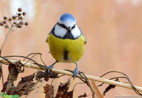 Sýkora modřinka - Cyanistes caeruleus - Foto Dušan Sedláček (1)