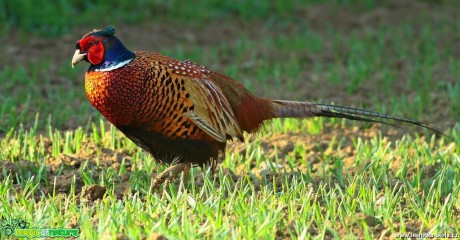 Bažant obecný - Phasianus colchicus - Foto Pavel Balazka