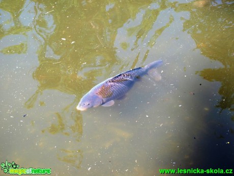 Kapr obecný - Cyprinus carpio - Foto David Hlinka (3)