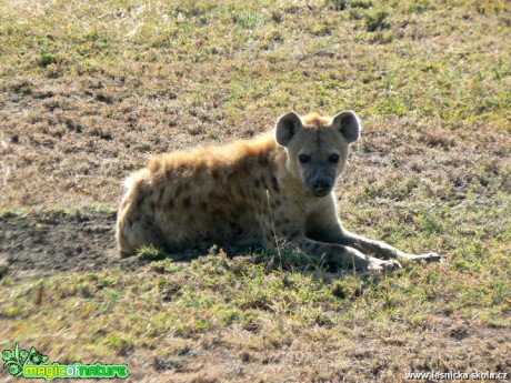 Hyena - Foto Rudolf Sochor
