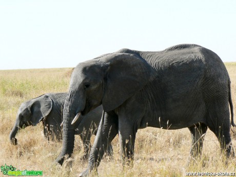 Setkání se slony - Foto Rudolf Sochor (2)