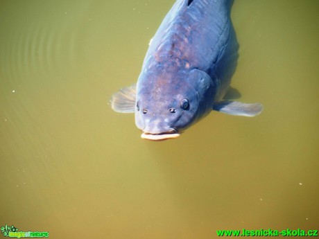 Kapr obecný - Cyprinus carpio - Foto David Hlinka (5)