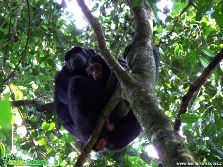 Šimpanzi - Foto Rudolf Sochor