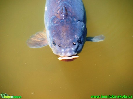 Kapr obecný - Cyprinus carpio - Foto David Hlinka (6)